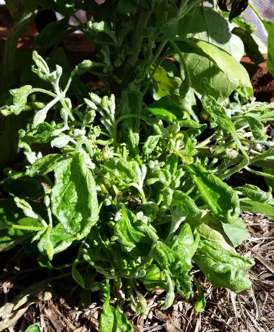tubular leaves