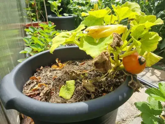 pumpkin in a pot