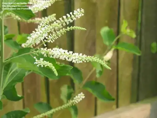Sweet Almond Bush