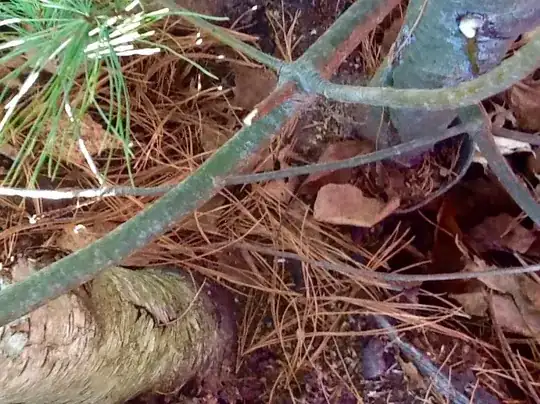 pine on right