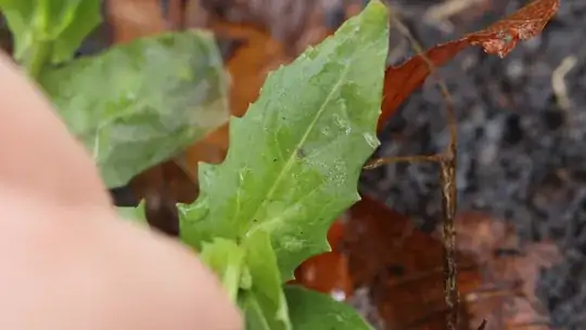 closeup of toothed leaf