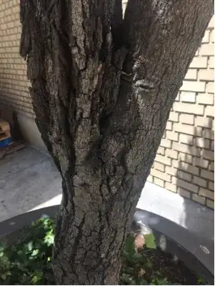 bark