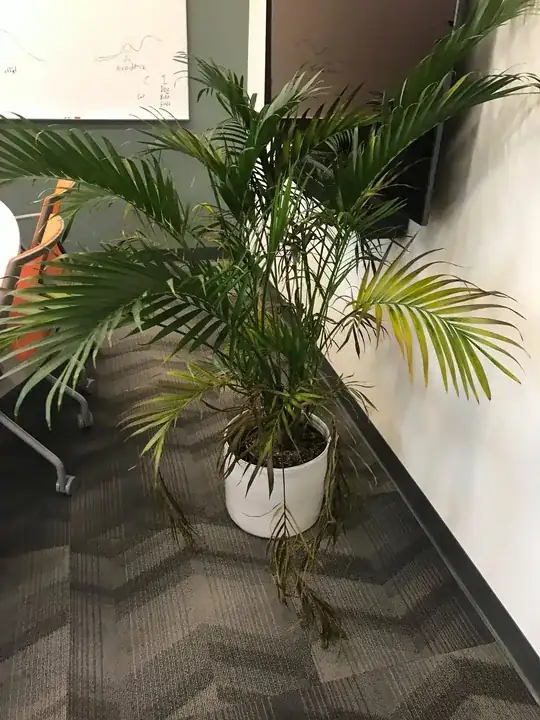 the Cat Palm 3 weeks after purchase