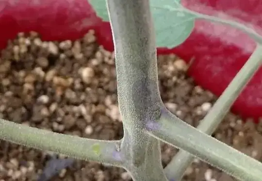 Closer view of stem