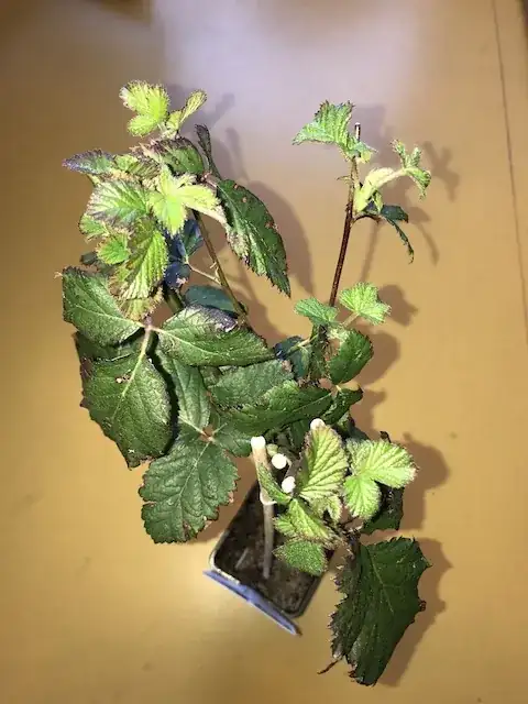 leaves