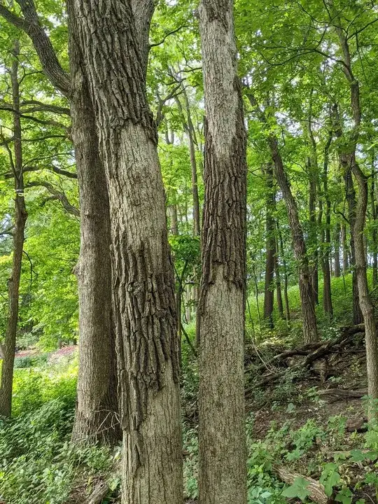 peeling oak tree bark