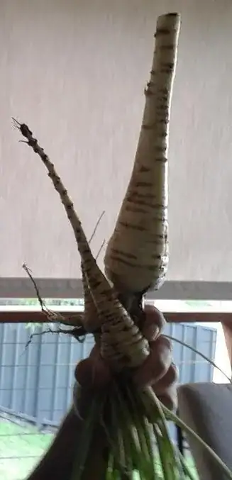 Parsnip