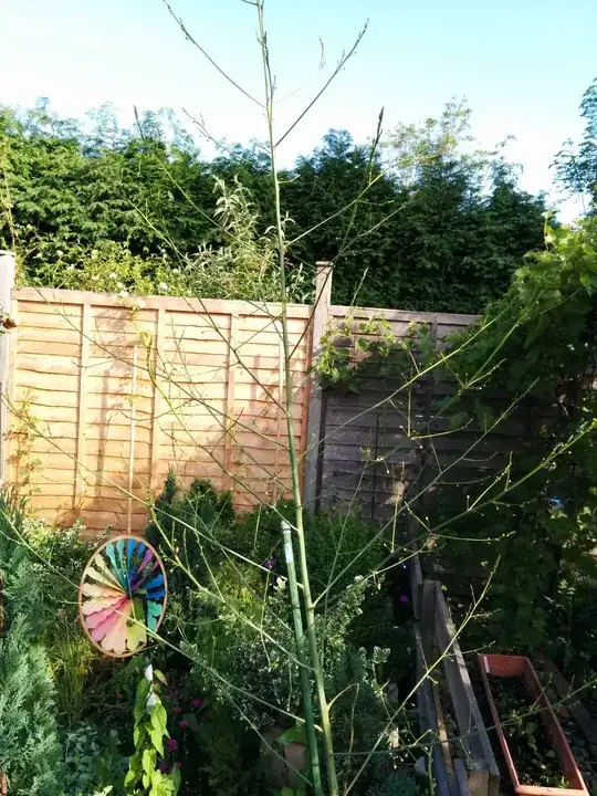 Plant Id