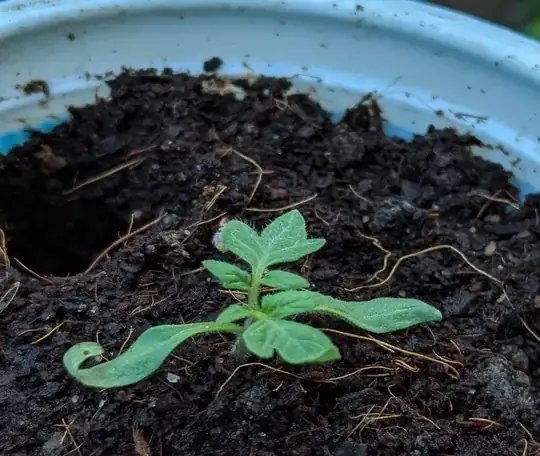 Curled seed leaves of transplanted seedlings - 2