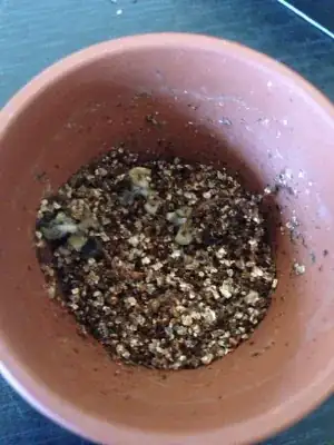 venus fly trap