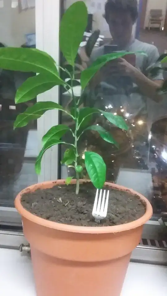 roots of pineapple