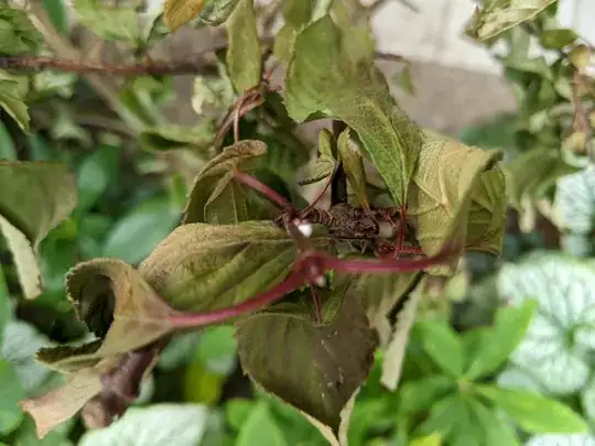 plant