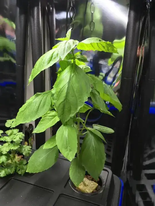 Cinnamon Basil Plant