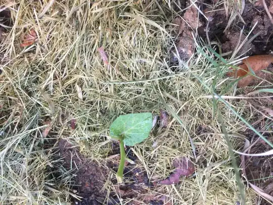 whole pumpkin plant