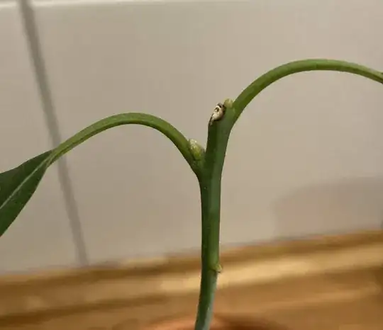new growth