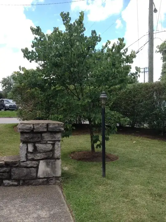 magnolia damage