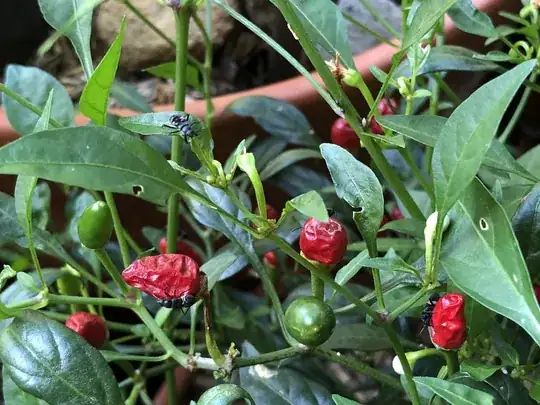 photo of beetles on leaves and chillis