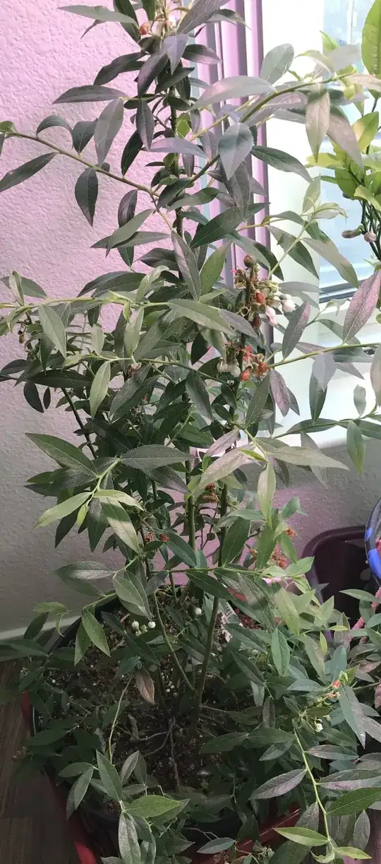 green blueberry plant 