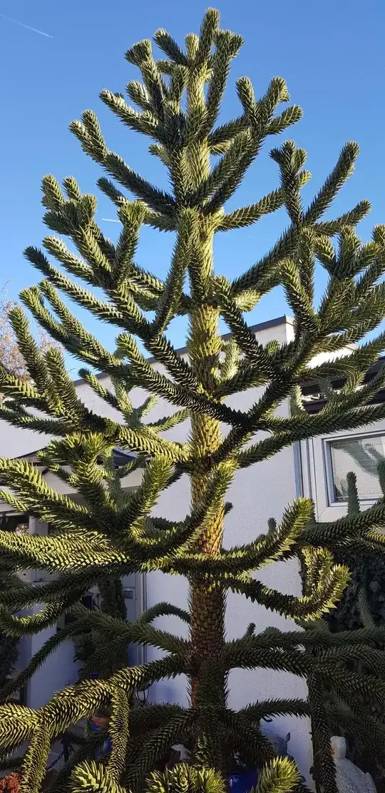 unknown tree