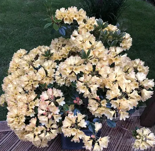 The full plant, showing flower density