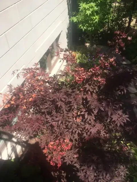 Japanese maple