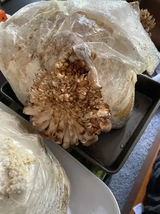 Mushroom bag 2