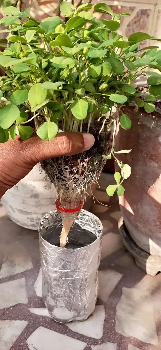 Fenugreek plant