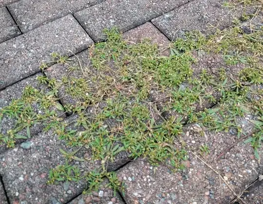 Pot plant with yellowing long, thin leaves