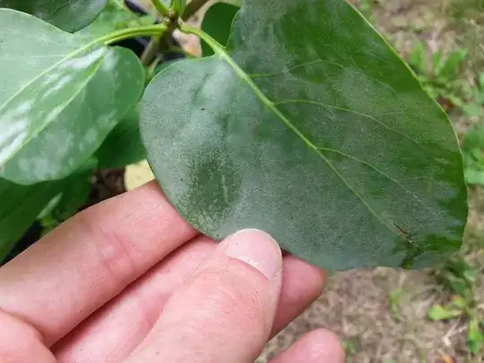 White powdery substance on lilac trees, some rubbed off by thumb