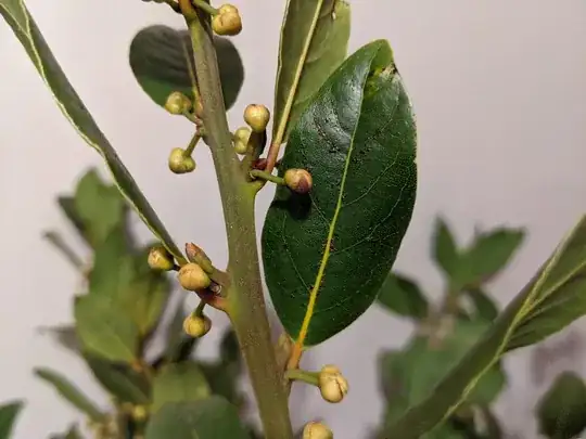 Average infested leaf