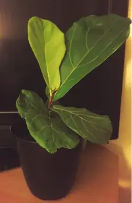 plant