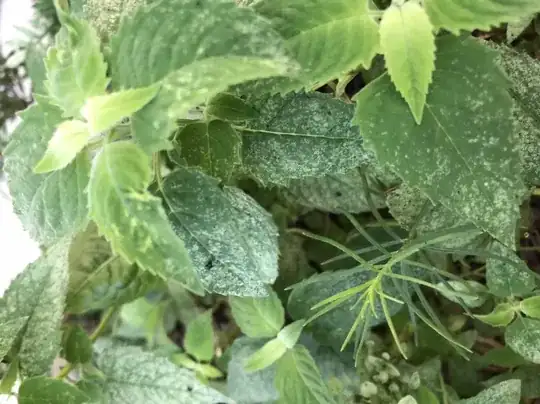 bee balm leaves