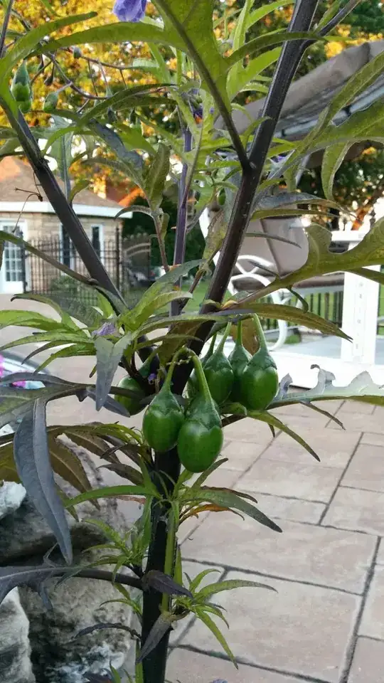 Fruits or vegetables