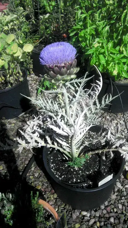 Flowering Artichoke