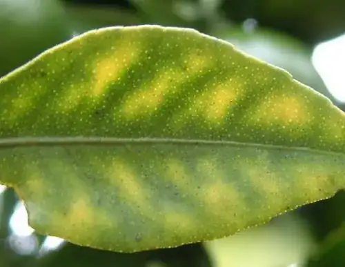 manganese deficiency