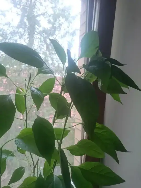 After pruning