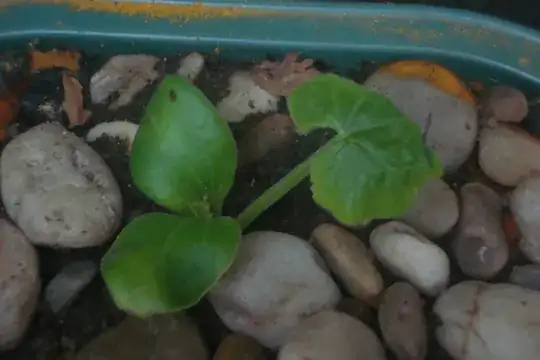 Zucchini