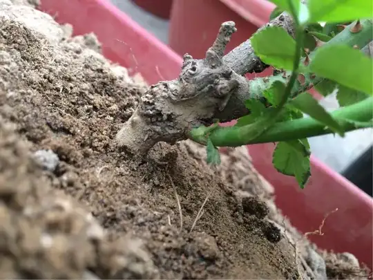 roseplant
