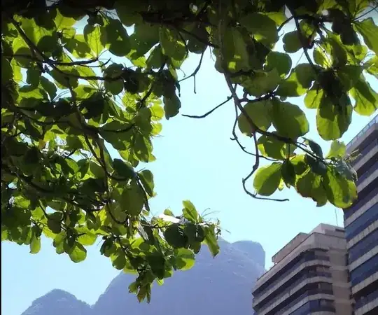 Rio tree 3