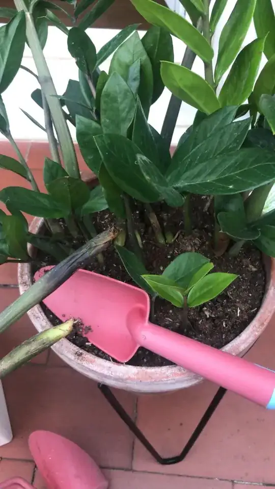 The plant with the rot