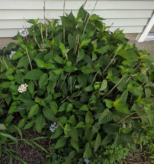 Unknown plant
