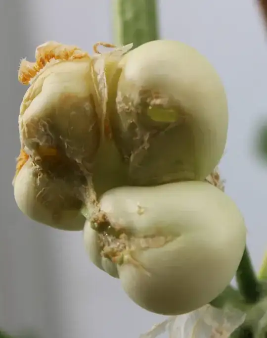 Weird Cucumber Growth