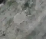 Mite