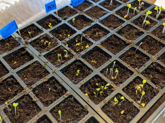 sprouts_2