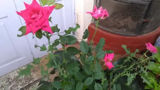 Rose bush