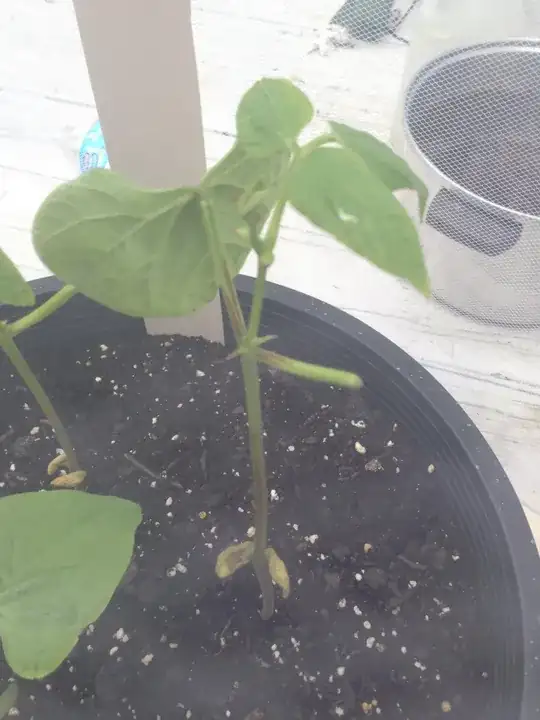 pole bean