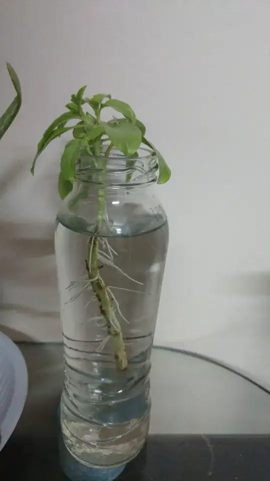 Basil cutting