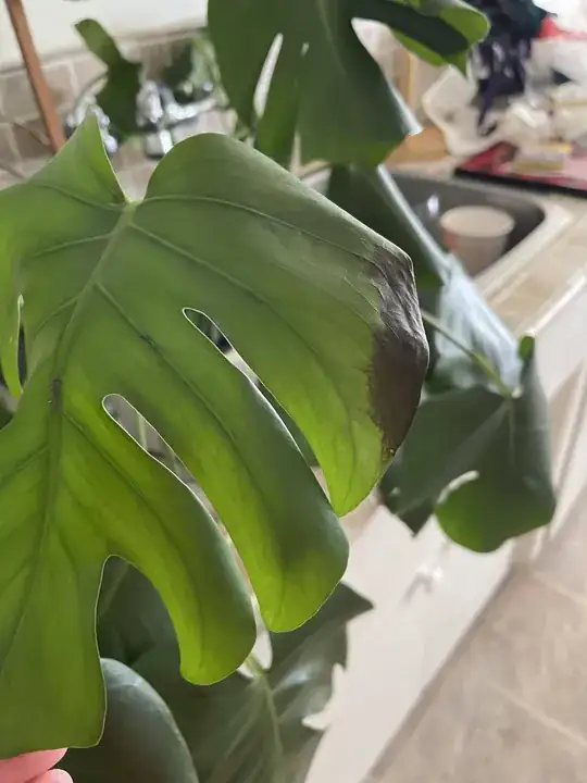 Monstera Plant Issues 1