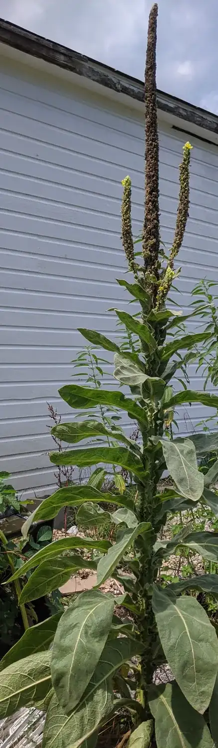 tall weed