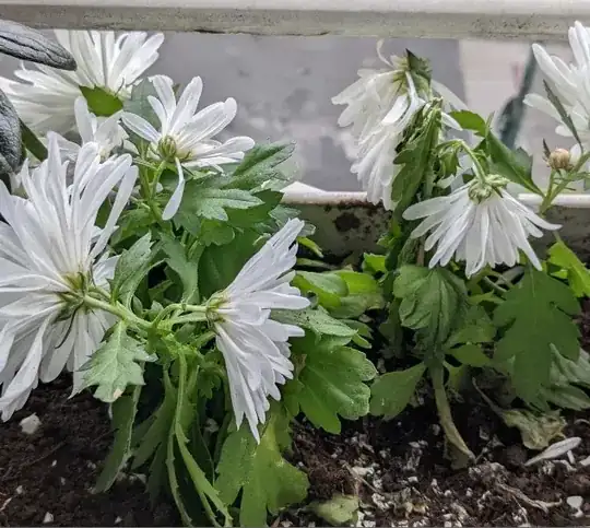 Wilting Chrysathemum